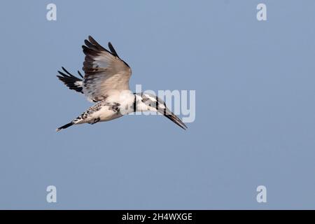 Pied Kingfisher (Ceryle rudis), femme adulte en vol au-dessus de la réserve naturelle de Mai po, Hong Kong, Chine 1st novembre 2021 Banque D'Images