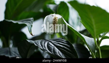 Fleurs d'anthurium blanches dans le feuillage vert à la lumière du jour Banque D'Images