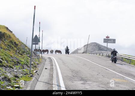 LLEIDA, ESPAGNE - 28 JUILLET 2021 : les motocyclistes s'approchant d'un troupeau de chevaux traversant la route depuis le port de Baqueira, Beret Banque D'Images