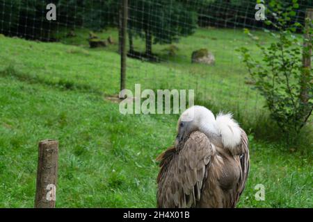 Gros plan d'un gyps fulvus nettoyant ses plumes d'ailes Banque D'Images