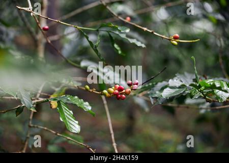 Un travailleur africain récolte des grains de café en plantation dans du bois broussaillé Banque D'Images