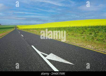 Route traversant un paysage jaune vif et vert Banque D'Images