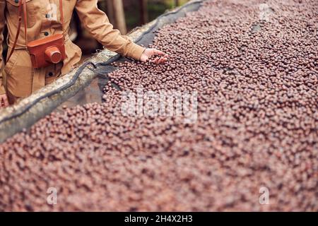 une femme caucasienne teste des grains de café dessèchement naturels dans un centre de production de café en afrique Banque D'Images