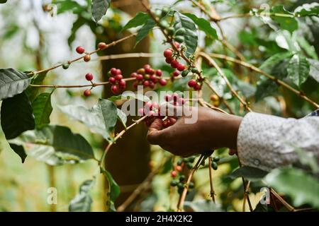 Un travailleur africain récolte des grains de café en plantation dans du bois broussaillé Banque D'Images