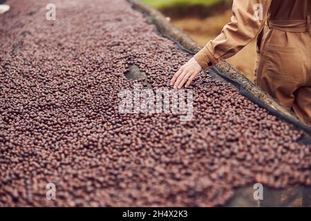 une femme caucasienne teste des grains de café dessèchement naturels dans un centre de production de café en afrique Banque D'Images