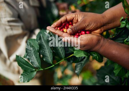 Un travailleur africain récolte des grains de café en plantation dans du bois broussaillé Banque D'Images