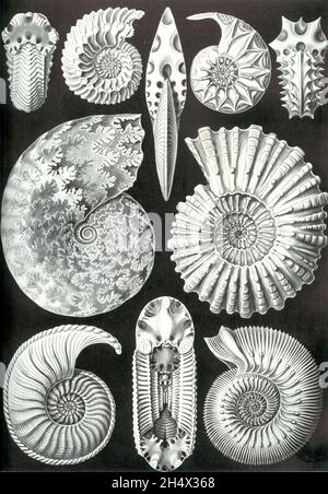 Ernst Haeckel - Ammonitida - 1904 - dessin d'Ernst Heinrich Haeckel de divers ammonites Banque D'Images