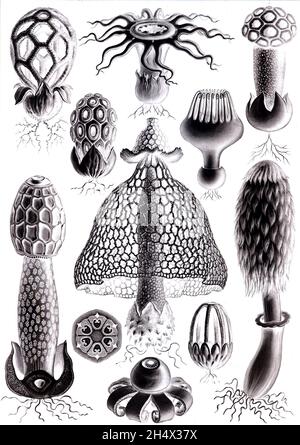 Œuvres d'art Ernst Haeckel Banque D'Images