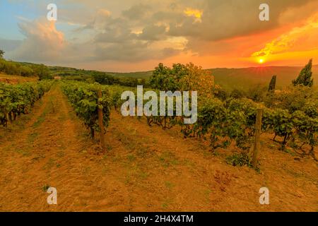 Toscane en Italie : vignoble terrasse dans le village viticole de Montalcino dans la campagne italienne au coucher du soleil.Vignoble de montagne toscan d'Italie vin Banque D'Images