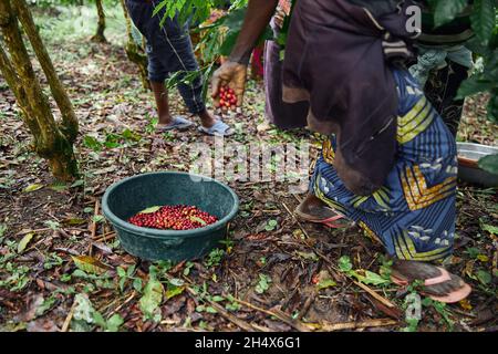 Un travailleur africain récolte des grains de café en plantation dans du bois broussaillé Banque D'Images