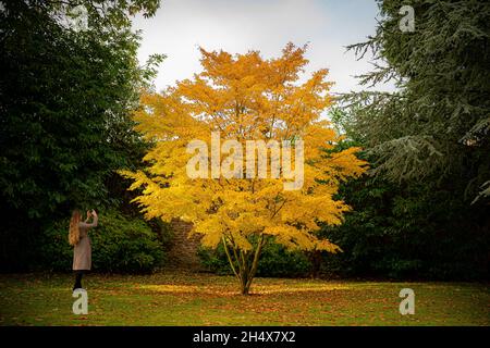 Une femme photographie un arbre Acer d'automne dans le soleil tôt le matin à Bowood House, Wiltshire, comme le temps est prévu pour devenir plus doux et plus instable.Date de la photo : vendredi 5 novembre 2021. Banque D'Images