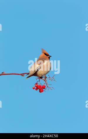 Une aile de Bohème (Bombycilla garrulus) perchée dans un arbre au Royaume-Uni en hiver Banque D'Images