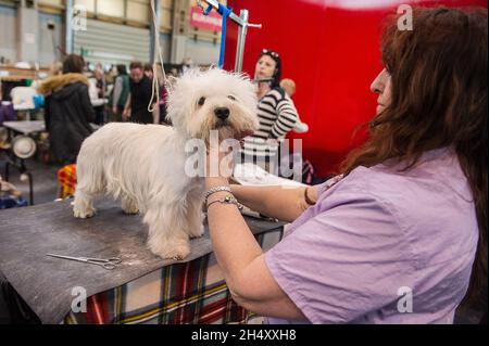 Les chiens et leurs propriétaires le jour 3 du Crufts 2015 au NEC le 7 mars 2015 à Birmingham, Royaume-Uni Banque D'Images