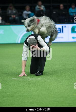 Heelwork à la compétition musicale le deuxième jour du spectacle de chiens Crufts au NEC le 11 2016 mars à Birmingham, au Royaume-Uni. Banque D'Images