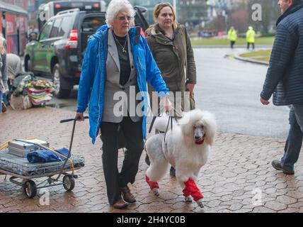 Les chiens et leurs propriétaires arrivent le jour 3 au salon des chiens Crufts au NEC à Birmingham, au Royaume-Uni.Date de la photo: Samedi 10 mars 2018.Crédit photo : Katja Ogrin/ EMPICS Entertainment. Banque D'Images