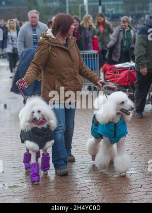 Les chiens et leurs propriétaires arrivent le jour 3 au salon des chiens Crufts au NEC à Birmingham, au Royaume-Uni.Date de la photo: Samedi 10 mars 2018.Crédit photo : Katja Ogrin/ EMPICS Entertainment. Banque D'Images