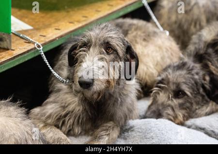 Irish Wolfhounds le 3 mars 09 2019 à Birmingham, en Angleterre, au Crufts Dog Show au National Exhibition Centre (NEC).Date de la photo: Samedi 09 mars 2019.Crédit photo : Katja Ogrin/ EMPICS Entertainment. Banque D'Images