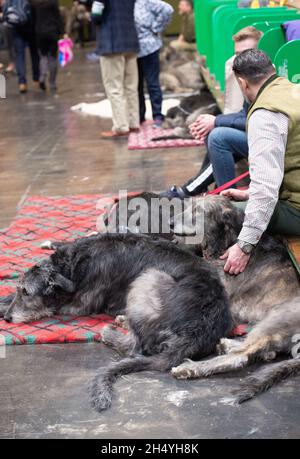 Irish Wolfhounds le 3 mars 09 2019 à Birmingham, en Angleterre, au Crufts Dog Show au National Exhibition Centre (NEC).Date de la photo: Samedi 09 mars 2019.Crédit photo : Katja Ogrin/ EMPICS Entertainment. Banque D'Images