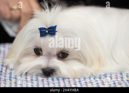 Chien maltais le 4 mars 10 2019 à Birmingham, en Angleterre, lors du salon des chiens Crufts au National Exhibition Centre (NEC).Date de la photo: Dimanche 10 mars 2019.Crédit photo : Katja Ogrin/ EMPICS Entertainment. Banque D'Images