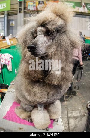 Poodle (Standard) le jour 4 du Crufts Dog Show au National Exhibition Centre (NEC) le 10 mars 2019 à Birmingham, Angleterre.Date de la photo: Dimanche 10 mars 2019.Crédit photo : Katja Ogrin/ EMPICS Entertainment. Banque D'Images