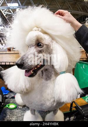 Poodle (Standard) le jour 4 du Crufts Dog Show au National Exhibition Centre (NEC) le 10 mars 2019 à Birmingham, Angleterre.Date de la photo: Dimanche 10 mars 2019.Crédit photo : Katja Ogrin/ EMPICS Entertainment. Banque D'Images