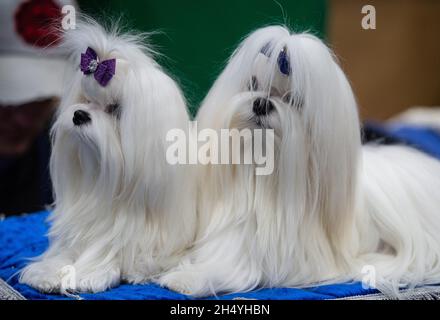 Chiens maltais le 4 mars 10 2019 à Birmingham, en Angleterre, lors du salon des chiens Crufts au National Exhibition Centre (NEC).Date de la photo: Dimanche 10 mars 2019.Crédit photo : Katja Ogrin/ EMPICS Entertainment. Banque D'Images