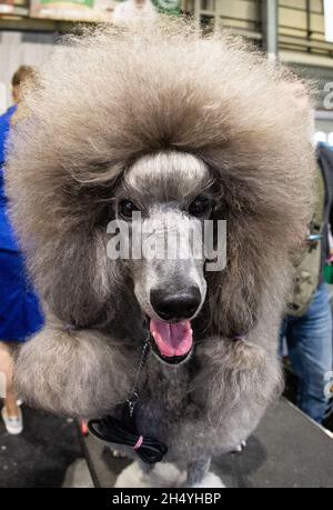 Poodle (Standard) le jour 4 du Crufts Dog Show au National Exhibition Centre (NEC) le 10 mars 2019 à Birmingham, Angleterre.Date de la photo: Dimanche 10 mars 2019.Crédit photo : Katja Ogrin/ EMPICS Entertainment. Banque D'Images