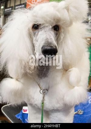 Poodle (Standard) le jour 4 du Crufts Dog Show au National Exhibition Centre (NEC) le 10 mars 2019 à Birmingham, Angleterre.Date de la photo: Dimanche 10 mars 2019.Crédit photo : Katja Ogrin/ EMPICS Entertainment. Banque D'Images