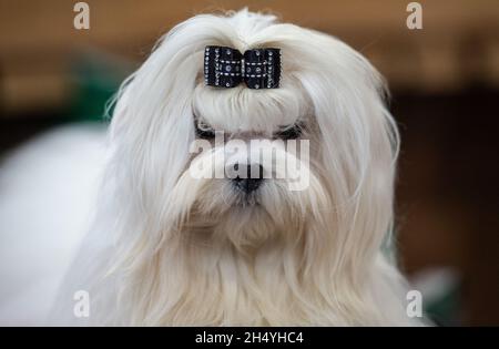 Chien maltais le 4 mars 10 2019 à Birmingham, en Angleterre, lors du salon des chiens Crufts au National Exhibition Centre (NEC).Date de la photo: Dimanche 10 mars 2019.Crédit photo : Katja Ogrin/ EMPICS Entertainment. Banque D'Images