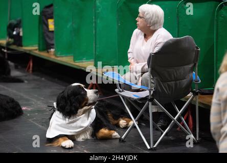 Troisième jour du spectacle de chiens Crufts au National Exhibition Centre (NEC) le 07 mars 2020 à Birmingham, Royaume-Uni.Date de la photo: Samedi 07 mars 2020.Crédit photo : Katja Ogrin/EMPICS Entertainment. Banque D'Images