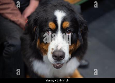 Troisième jour du spectacle de chiens Crufts au National Exhibition Centre (NEC) le 07 mars 2020 à Birmingham, Royaume-Uni.Date de la photo: Samedi 07 mars 2020.Crédit photo : Katja Ogrin/EMPICS Entertainment. Banque D'Images