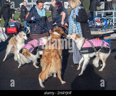 Borzois le quatrième jour du spectacle de chiens Crufts au National Exhibition Centre (NEC) le 08 mars 2020 à Birmingham, Royaume-Uni.Date de la photo: Dimanche 08 mars 2020.Crédit photo : Katja Ogrin/EMPICS Entertainment. Banque D'Images