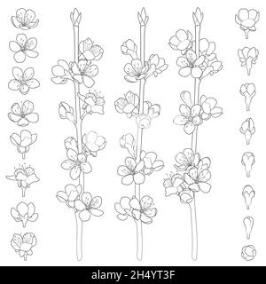 Ensemble d'images en noir et blanc avec branches de printemps en fleur.Objets vectoriels isolés sur fond blanc. Illustration de Vecteur