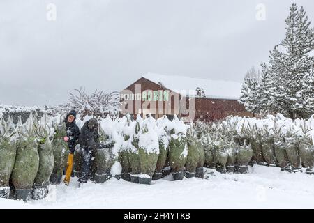 HAUTES-ALPES (05), VALLÉE DE CHAMPSAUR, PÉPINIÈRE DE ROBIN SAINT-LAURENT DU CROS, CONCEPTION, PRODUCTION DE PLANTULES D'ARBRES, ORNEMENTS D'ARBRES ET ARBRES DE NOËL Banque D'Images