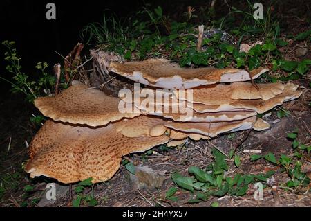 Un champignon de la selle de Dryad, couvert de minuscules insectes Banque D'Images