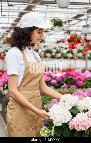 Vue latérale de la jeune femme en chapeau blanc et tablier beige prenant soin de belles fleurs dans la serre moderne.Concept de préparation à la vente différentes couleurs hortensias. Banque D'Images