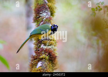Un geai inca adulte (Cyanocorax yncas) ou querrequerre sur la pente est des Andes dans le nord de l'Equateur Banque D'Images