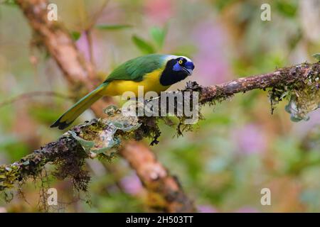 Un geai inca adulte (Cyanocorax yncas) ou querrequerre sur la pente est des Andes dans le nord de l'Equateur Banque D'Images