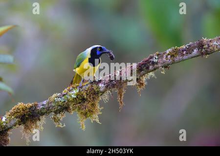Un geai inca adulte (Cyanocorax yncas) ou querrequerre se nourrissant d'un grand coléoptère sur la pente est des Andes dans le nord de l'Equateur Banque D'Images