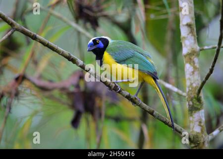 Un geai inca adulte (Cyanocorax yncas) ou querrequerre sur la pente est des Andes dans le nord de l'Equateur Banque D'Images
