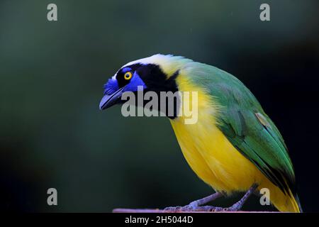 Un geai inca adulte (Cyanocorax yncas) ou querrequerre sur la pente est des Andes dans le nord de l'Equateur Banque D'Images