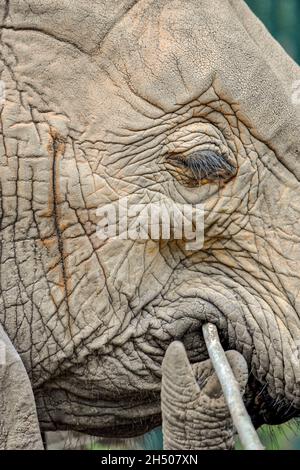 Gros plan sur le visage de l'éléphant juvénile avec accent sur les cils, la glande temporale et l'extrémité du tronc.(Loxodonta africana). Banque D'Images