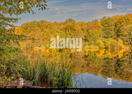La forêt jaune et orange qui se reflète dans le lac calme et les roseaux verts poussent sur la rive en Zélande, au Danemark, le 25 octobre 2021 Banque D'Images