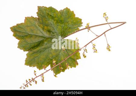 Feuilles et fleurs de la plante de jardin ornementale Heuchera sur fond blanc.Studio photo. Banque D'Images