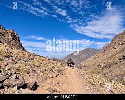 Caravane de mules transportant des marchandises et des bagages à Djebel Toubkal, haute montagne de l'Atlas, Maroc. Banque D'Images
