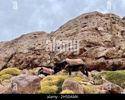 Mules au parc national de Toubkal, montagnes du Haut Atlas, Maroc. Banque D'Images