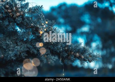 Pins avec lumières pour Noël et le nouvel an Banque D'Images