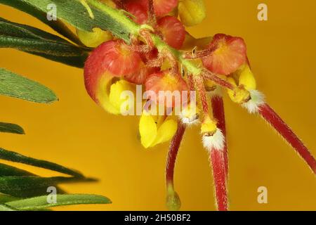 Gros plan sur les fleurs et le feuillage de Grevillea 'Bonnie Prince Charlie', d'origine australienne Banque D'Images