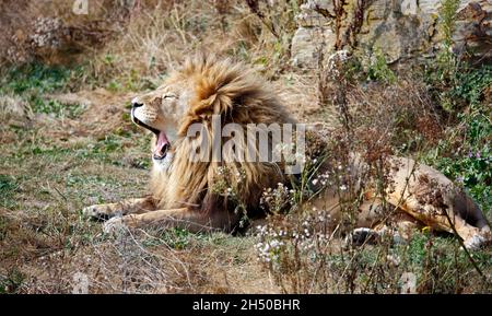 Un lion mâle béant dans un parc animalier Banque D'Images