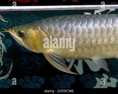 Un gros plan d'un grand arowana élevé dans un réservoir à poisson.Traduction: Le Dragon de la profondeur. Banque D'Images